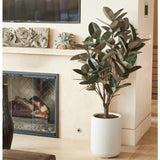 5' Rubber Ficus Tree in Modern Planter