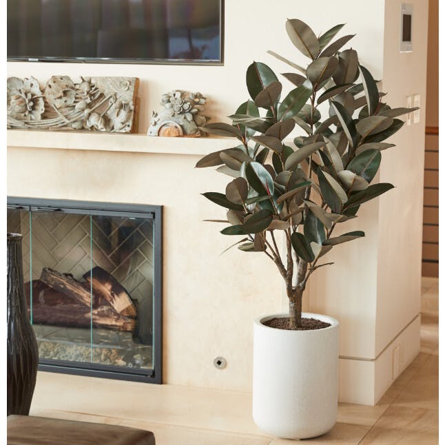5' Rubber Ficus Tree in Modern Planter