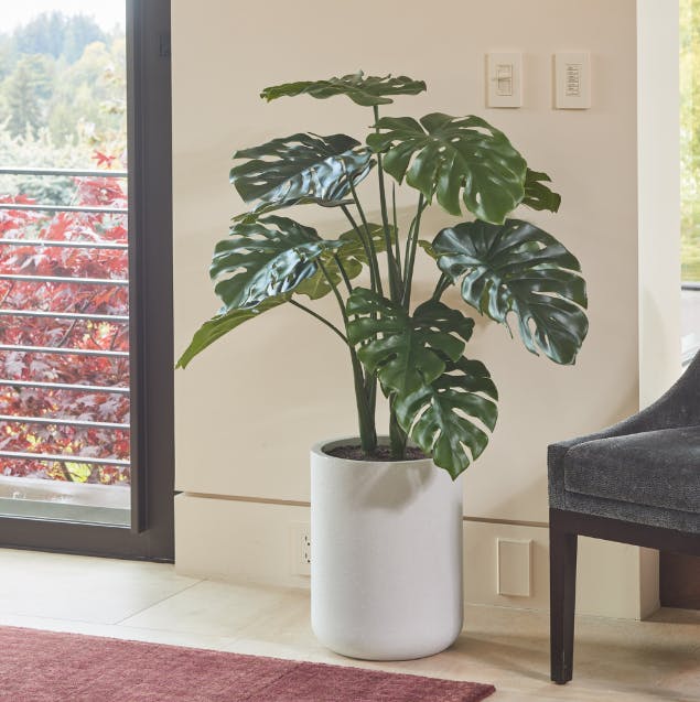 4' Monstera Plant in Modern Gray Planter