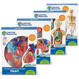 Anatomy Models Bundle