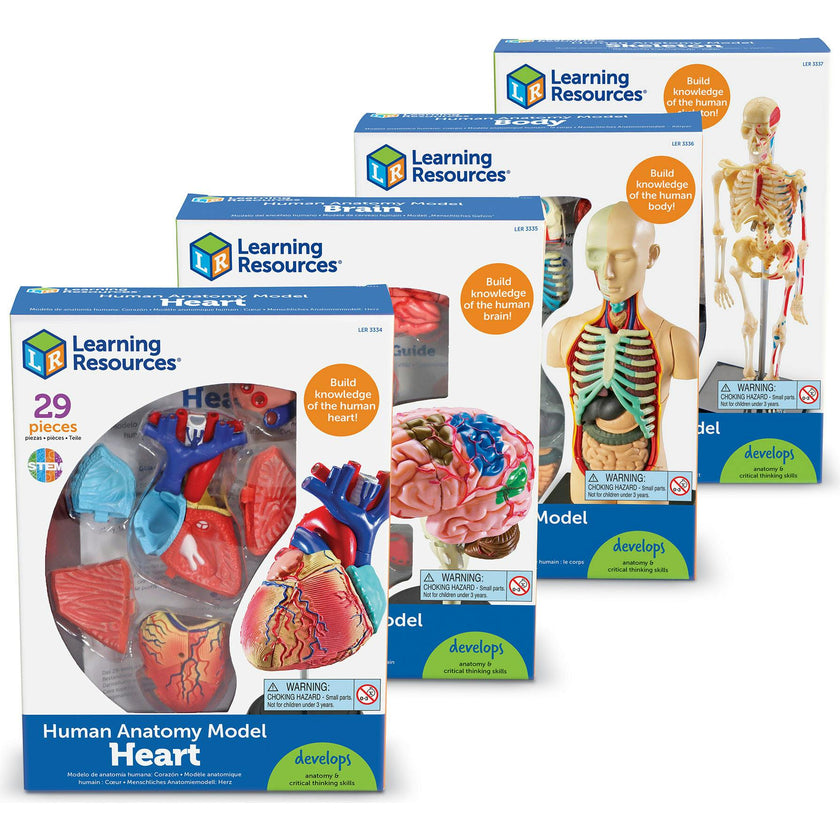 Anatomy Models Bundle