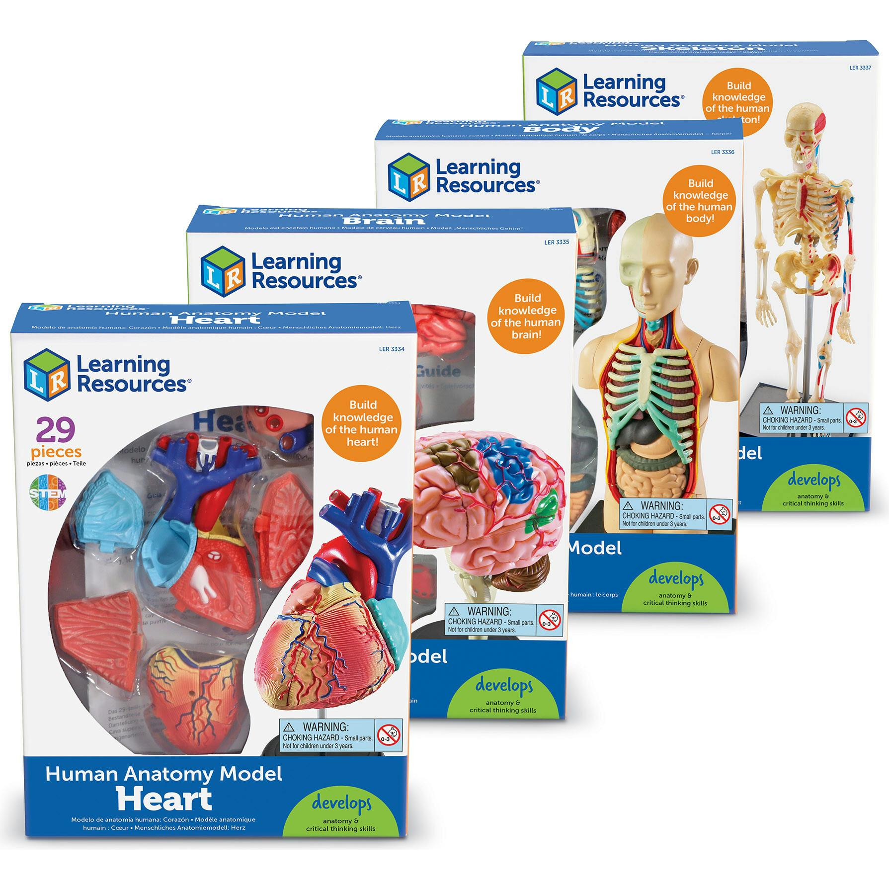 Anatomy Models Bundle