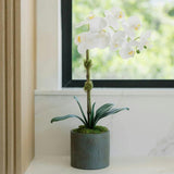 21" White Phalaenopsis Orchid in Textured Pot