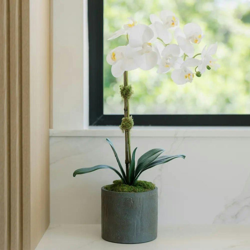 21" White Phalaenopsis Orchid in Textured Pot