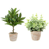 10" Eucalyptus & 16" Citrus Topiary Set