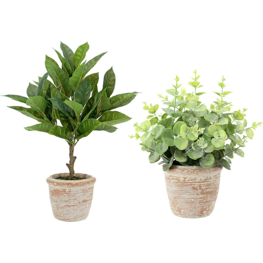 10" Eucalyptus & 16" Citrus Topiary Set