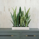 Rectangular Snake Plant Arrangement in Gray Pot