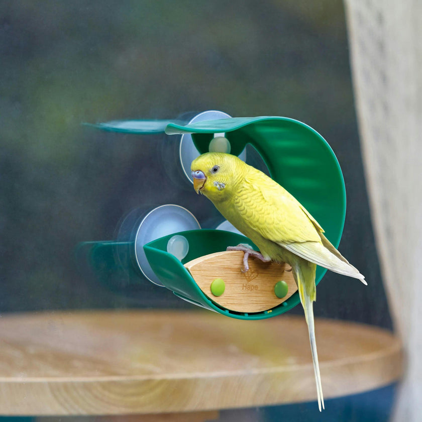 Nature Fun - Window Feeder