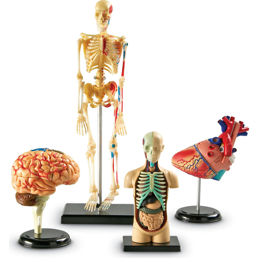 Anatomy Models Bundle