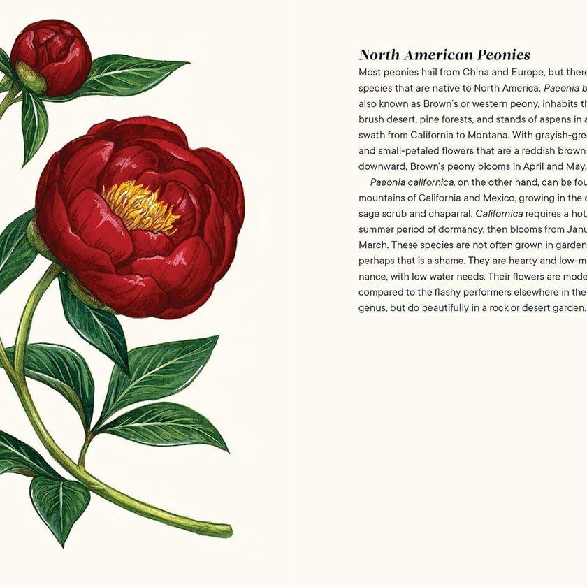 Little Book of Peonies