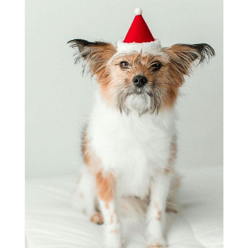 HOLIDAY HAT