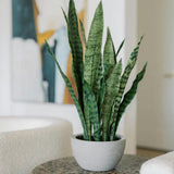 25" Snake Plant in Gray Pot