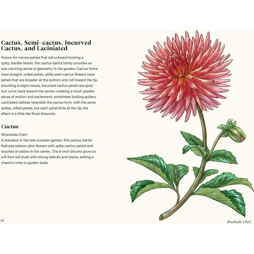 Little Book of Dahlias