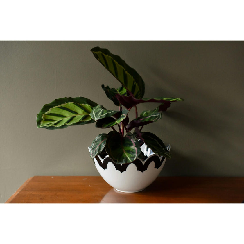 Black Arabesque Scallop 9 Bowl