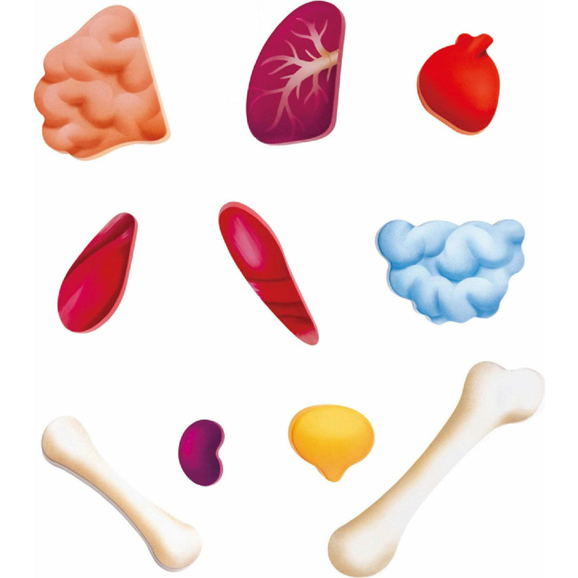 Human Body Jigsaw Puzzle