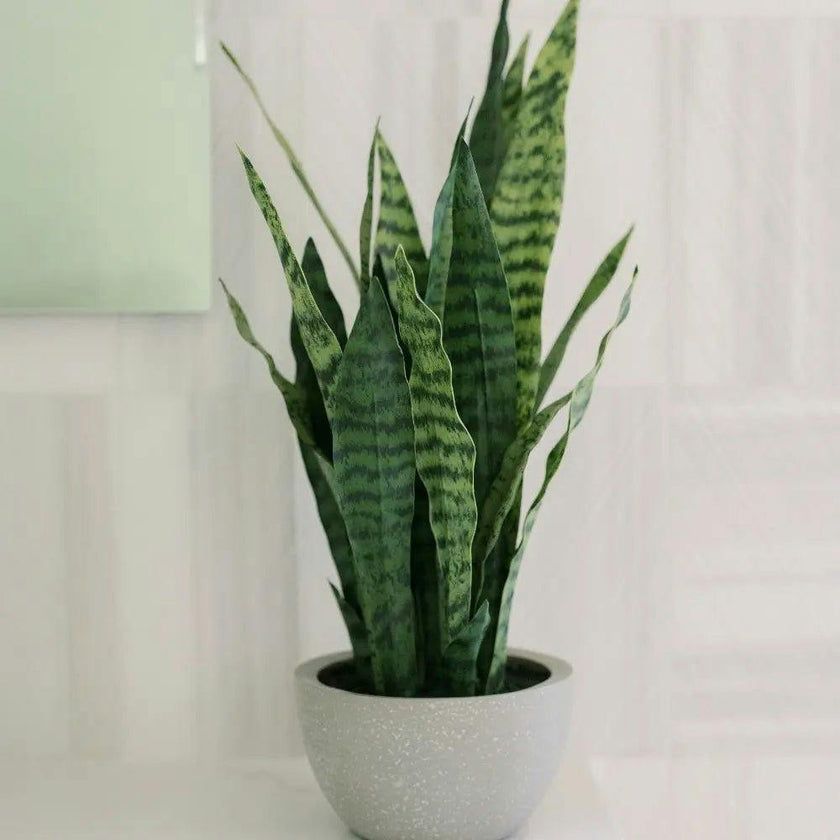 25" Snake Plant in Gray Pot