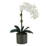 21" White Phalaenopsis Orchid in Textured Pot