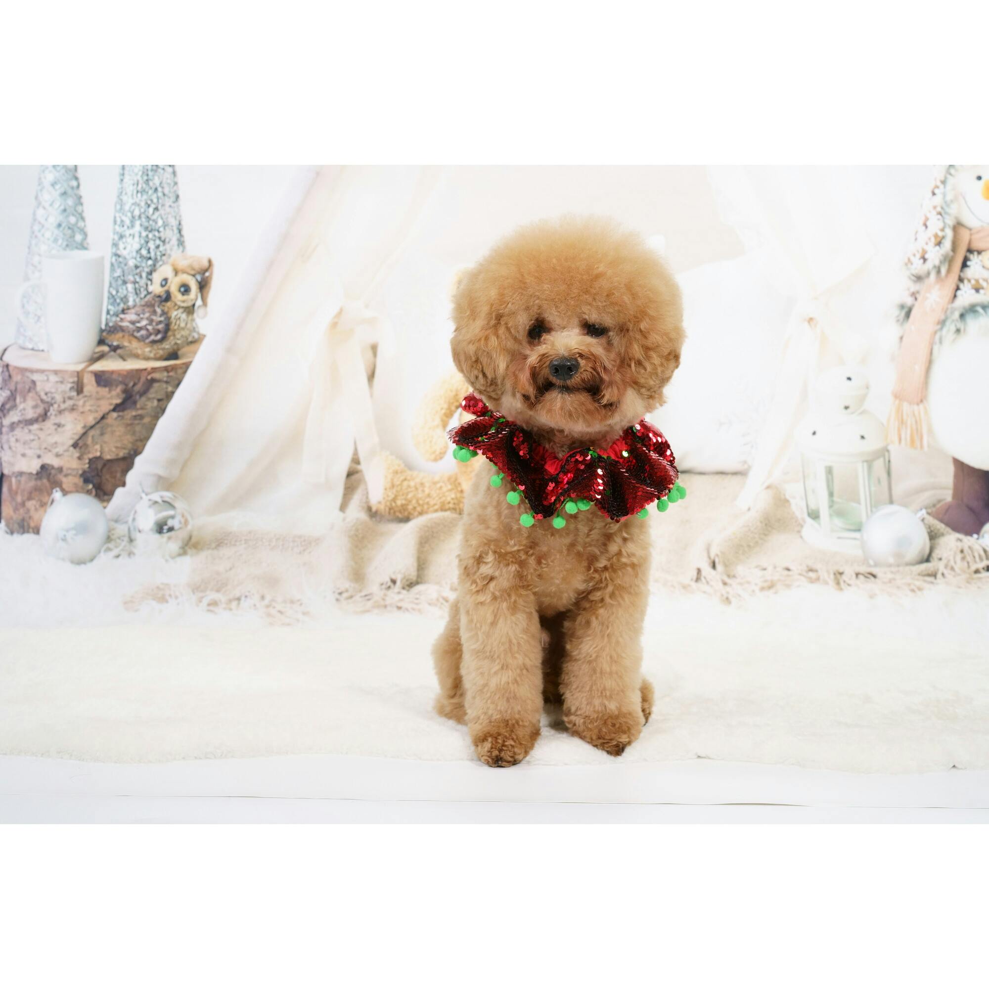 Red & Green Sequin Collar W/ Green Pom Pom, Red