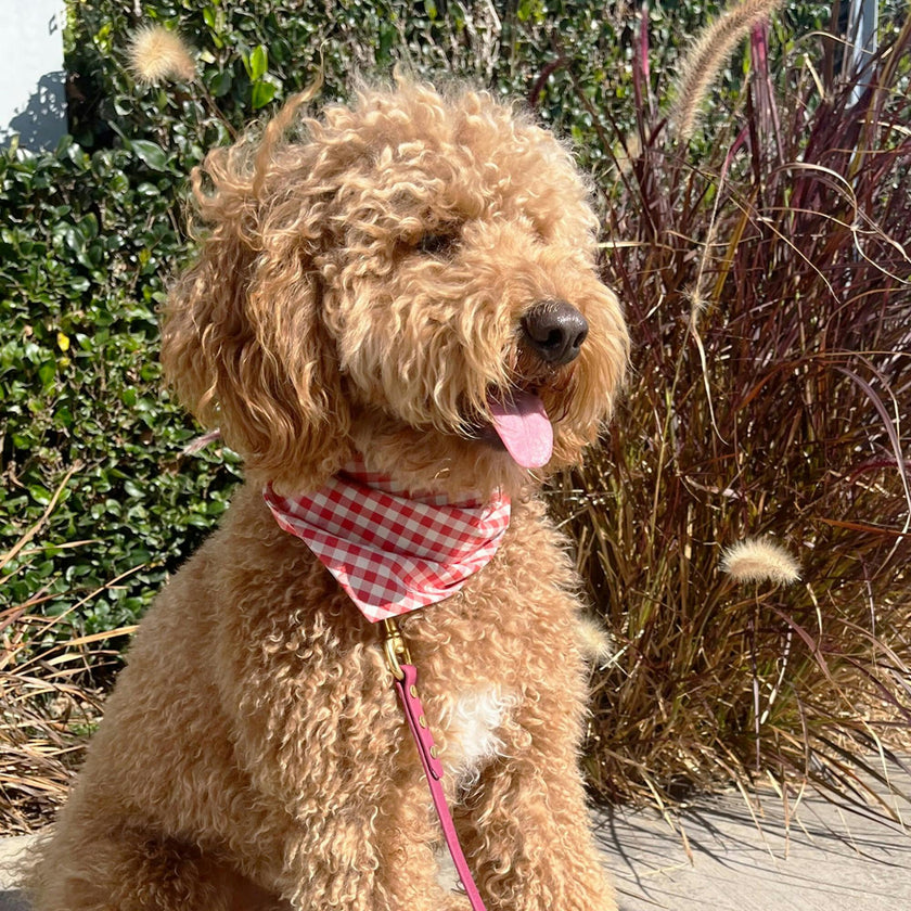 Bandana