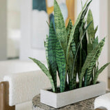 Rectangular Snake Plant Arrangement in Gray Pot