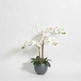Artificial White Double Stem Orchid