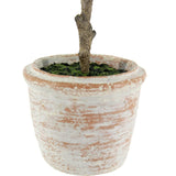 10" Eucalyptus & 16" Citrus Topiary Set