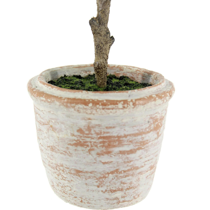 10" Eucalyptus & 16" Citrus Topiary Set
