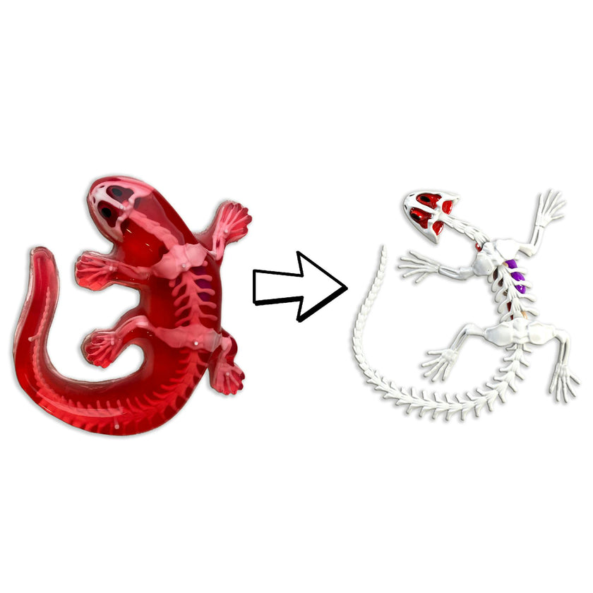 Dissect-It: Salamander Lab