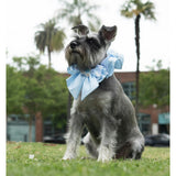 Disney Cinderella Collar, Blue
