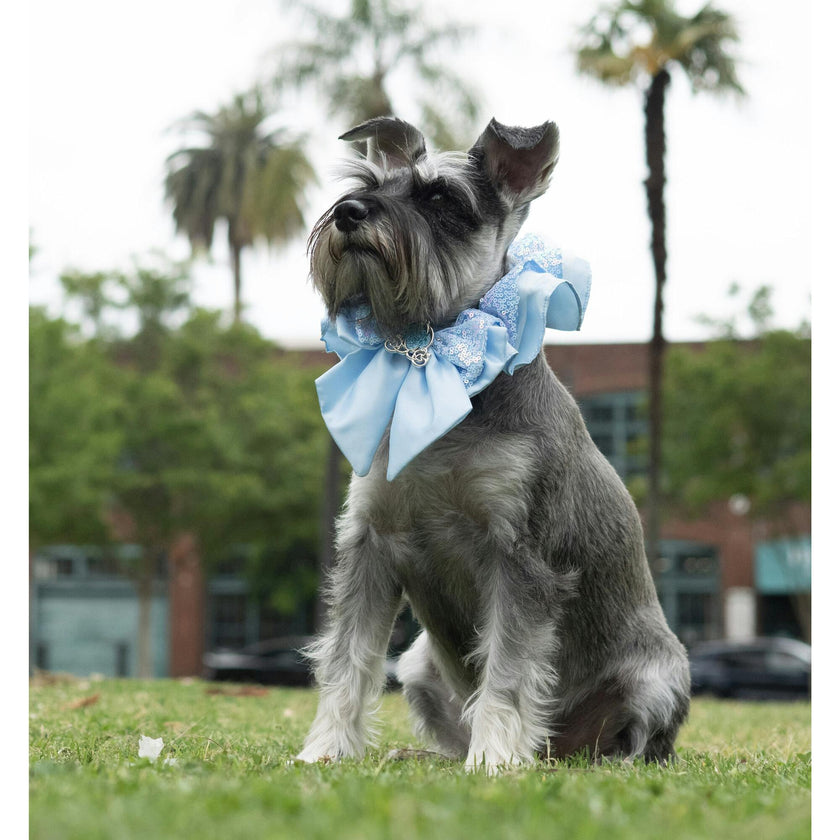 Disney Cinderella Collar, Blue