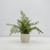 16" Faux Snake Plant & Fern Set