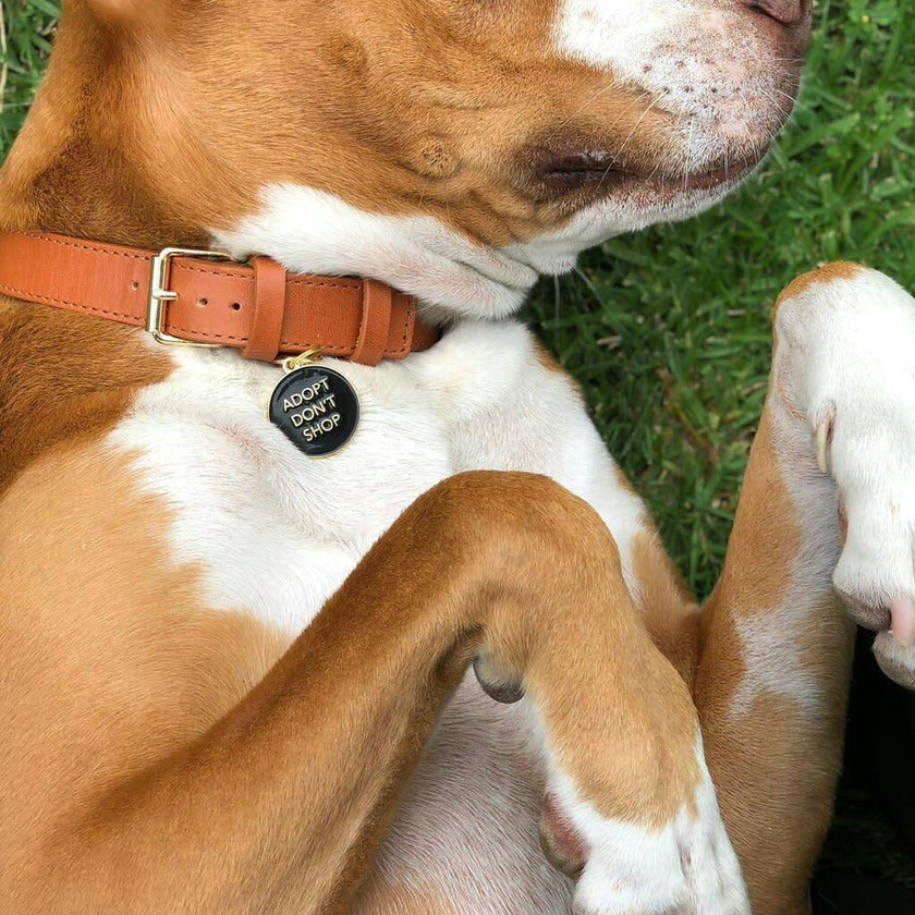 Adopt Don’t Shop Pet ID Tag