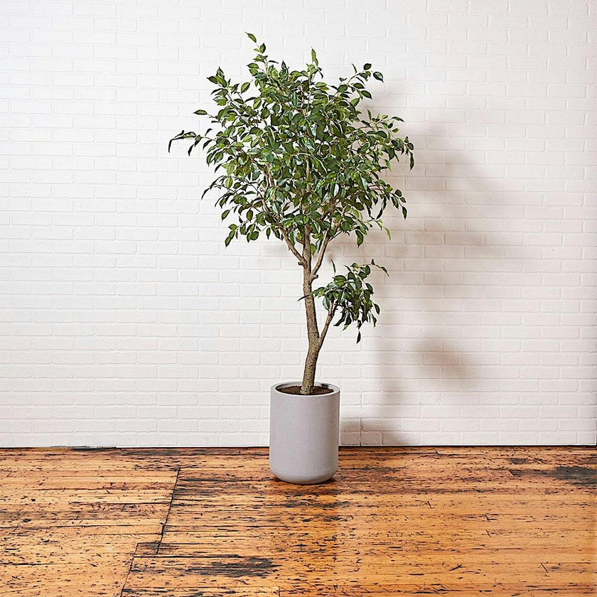 Artificial Ficus Tree with Artisan Planter