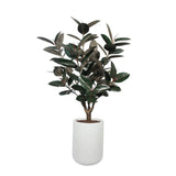 5' Rubber Ficus Tree in Modern Planter