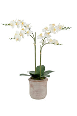 Artificial 2-Stem Phalaenopsis White Orchid
