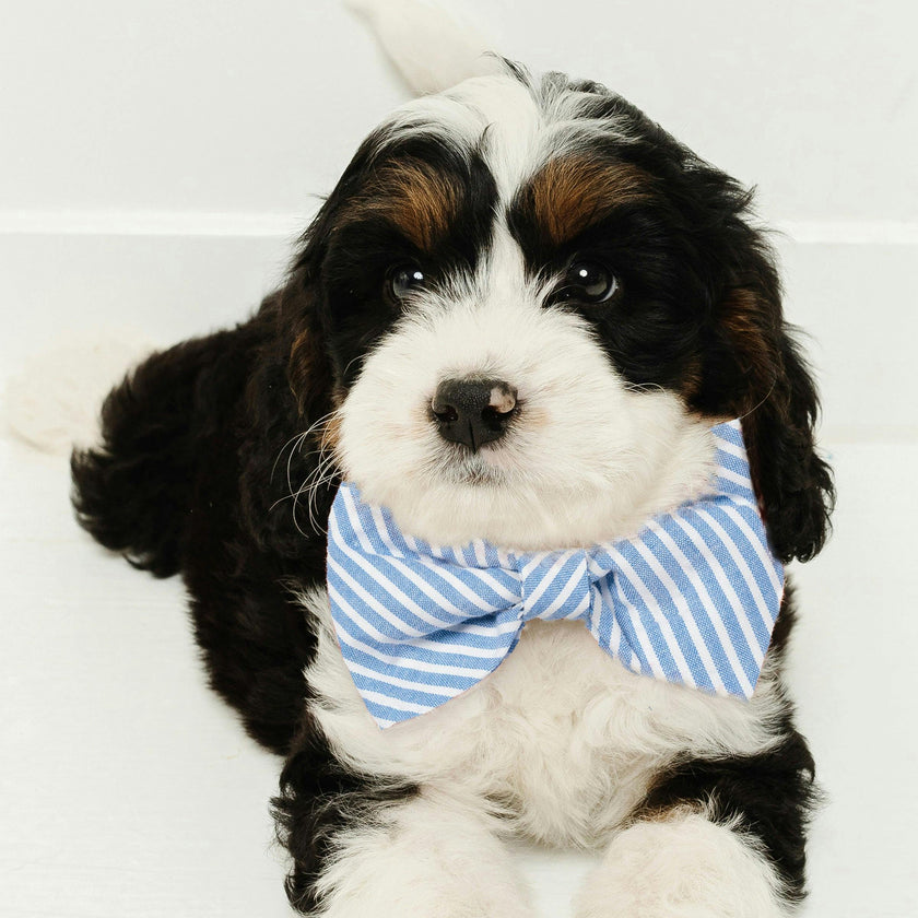 Dog Twill Bow Tie in Pink Gingham