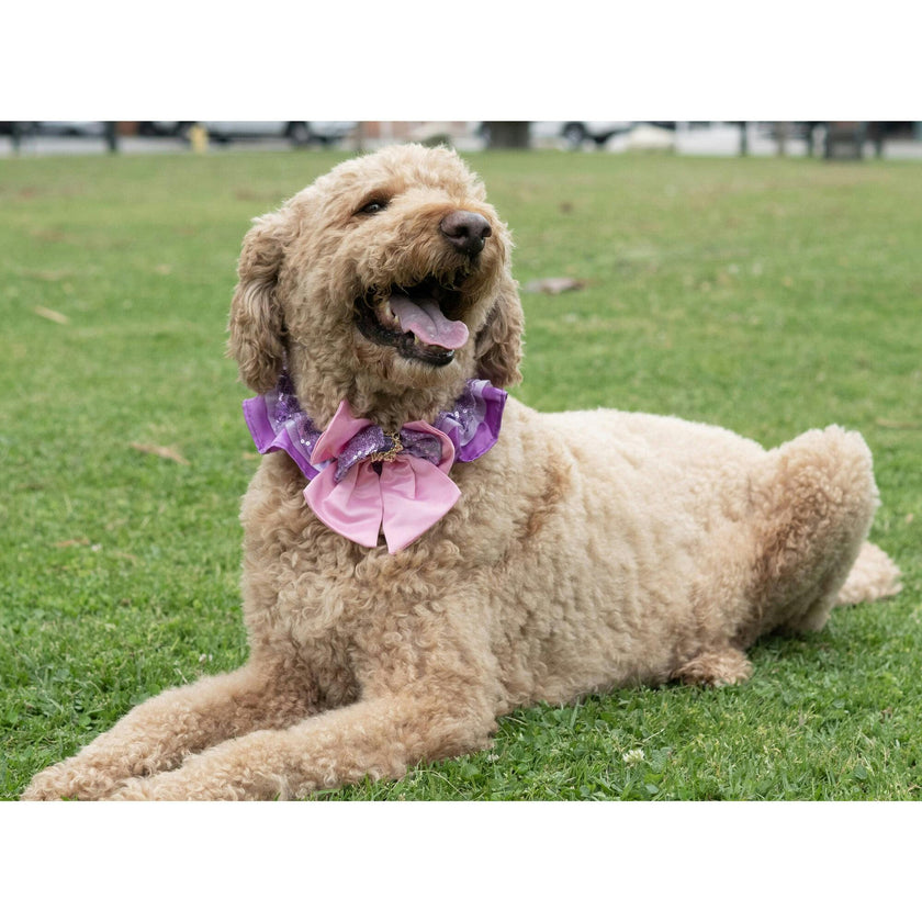 Disney Rapunzel Collar, Purple