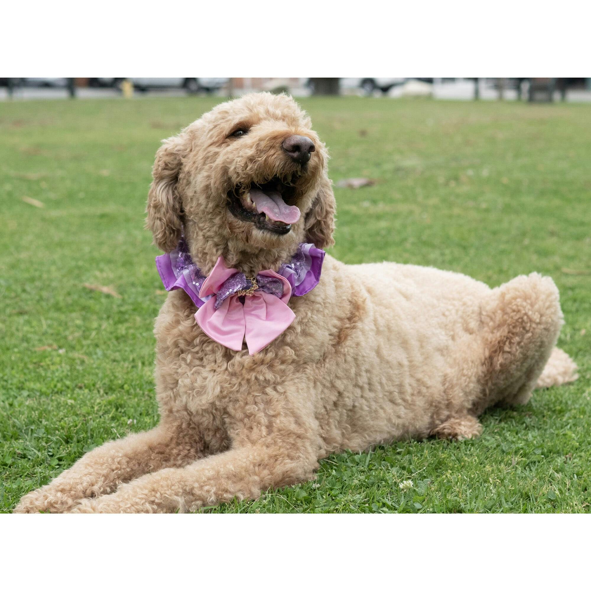 Disney Rapunzel Collar, Purple