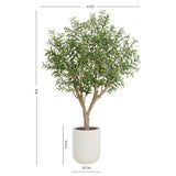 8' Olive Tree Potted in White Stone Pot
