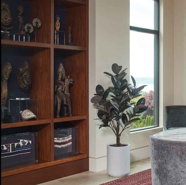 5' Rubber Ficus Tree in Modern Planter