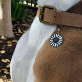 Daisy Pet ID Tag