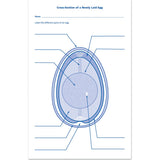 Chick Life Cycle Exploration Set