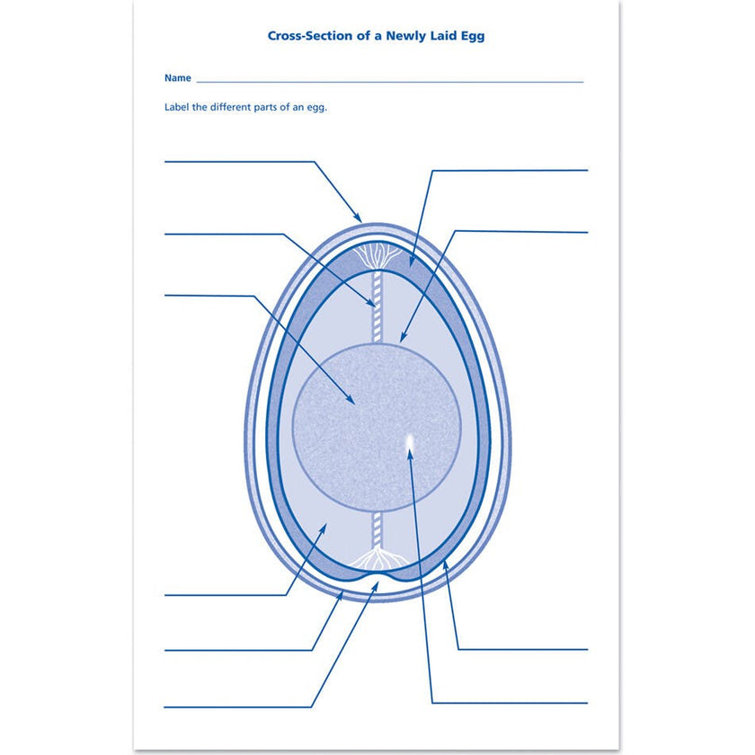 Chick Life Cycle Exploration Set
