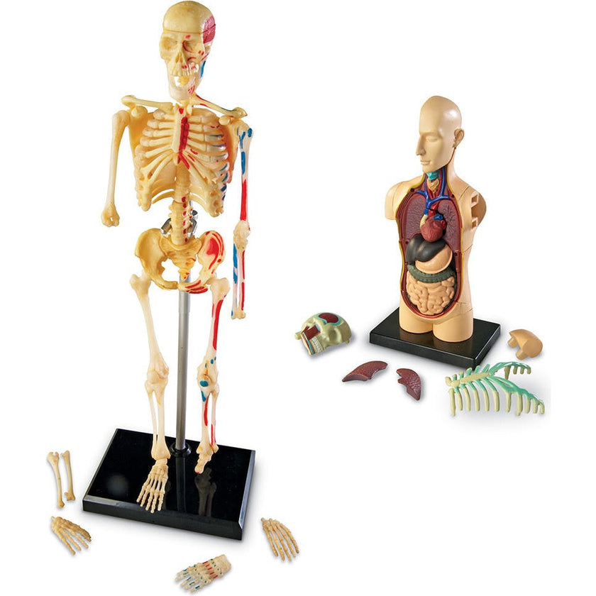 Anatomy Models Bundle
