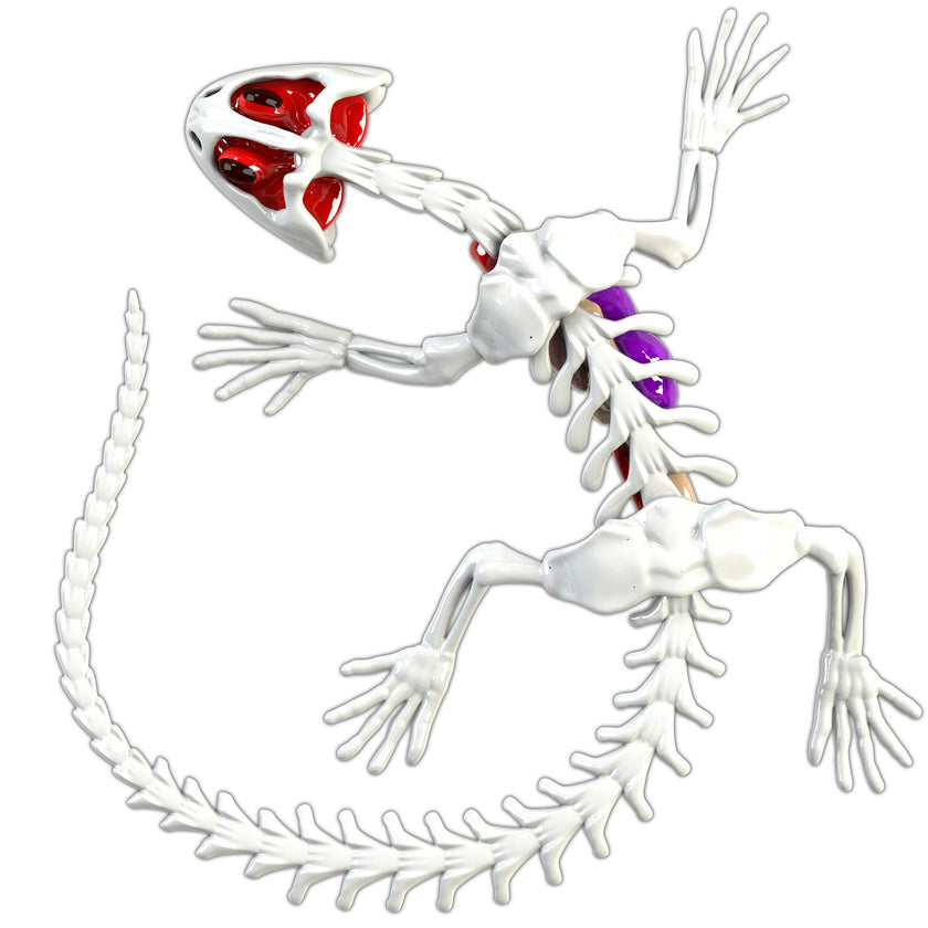 Dissect-It: Salamander Lab
