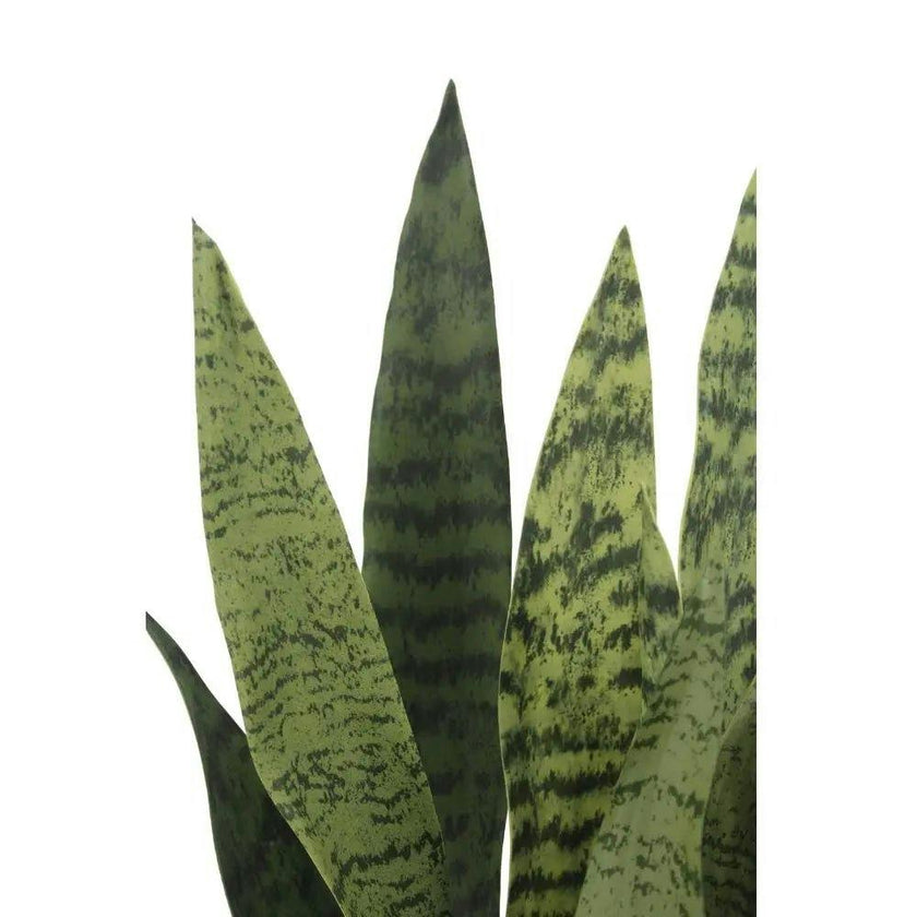 25" Snake Plant in Gray Pot