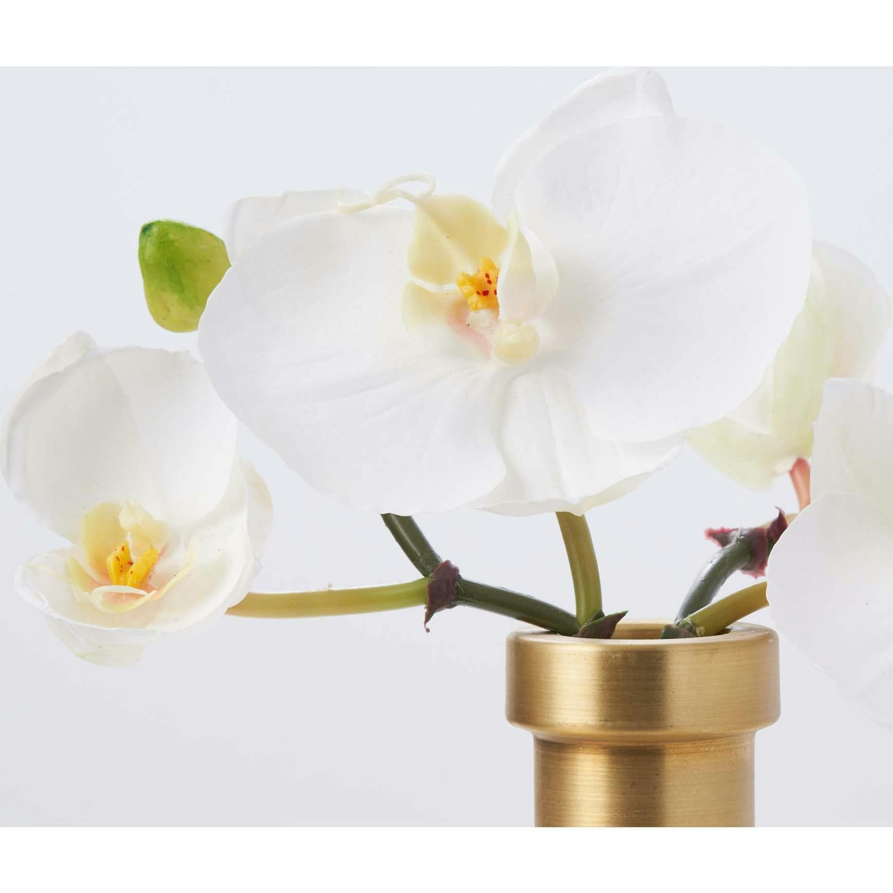 White Orchid Blooms in Rimmed Bottle Vase