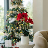24" Red Amaryllis Arrangement in Pot
