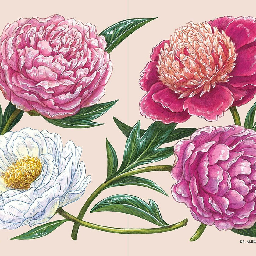 Little Book of Peonies