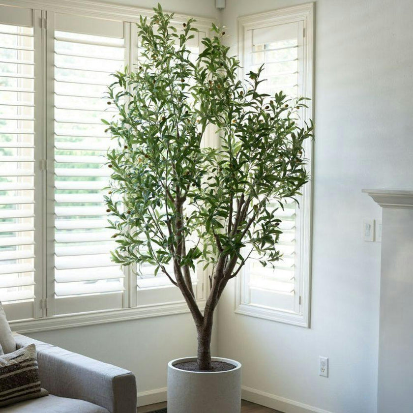 8' Olive Tree Potted in White Stone Pot